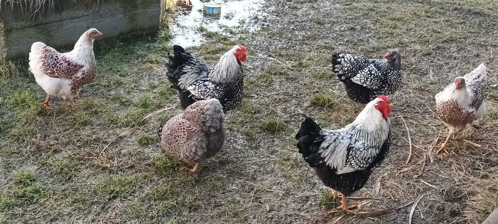 Cocoși Wyandotte și Gâște domestice Italia