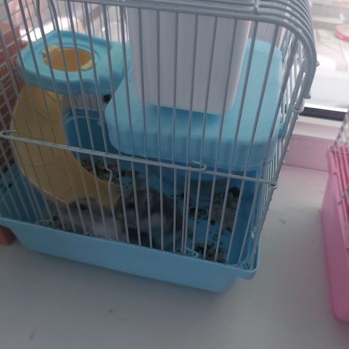 Хомяки парочка с клеткой