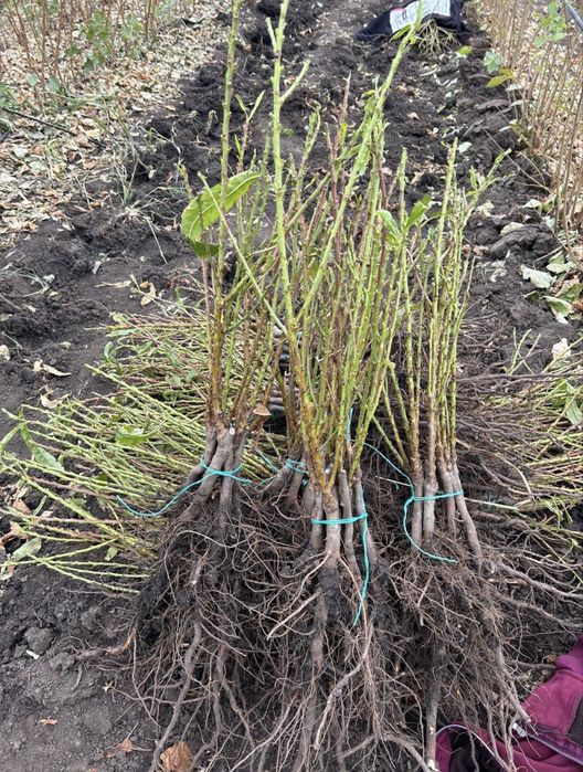 Pomi fructiferi columnari - OFERTA 10+1 GRATIS