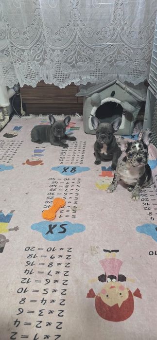 Предлагаю щенков Французский бульдог