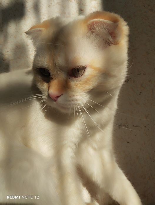 Scottish fold cat