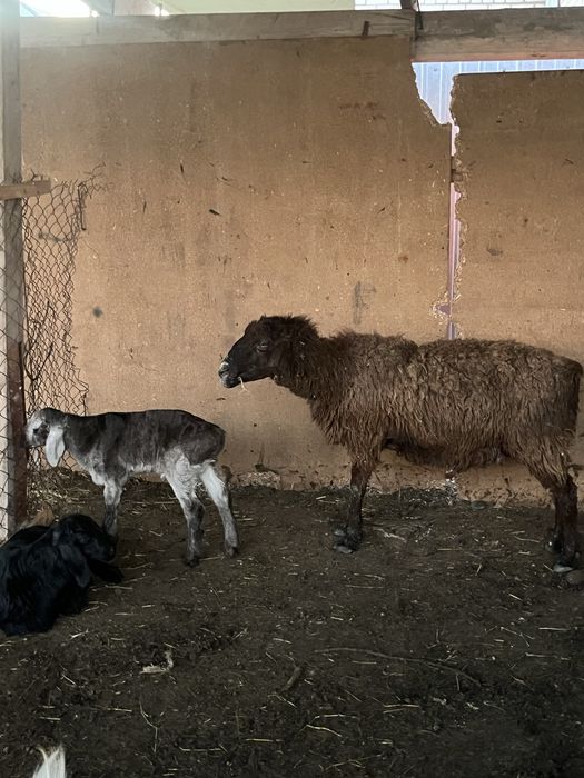 қозлы қойлар сатылады