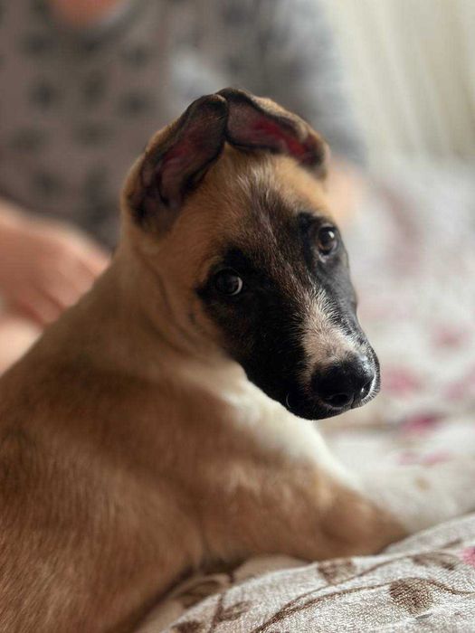 Щенок ищет дом и заботливых хозяев