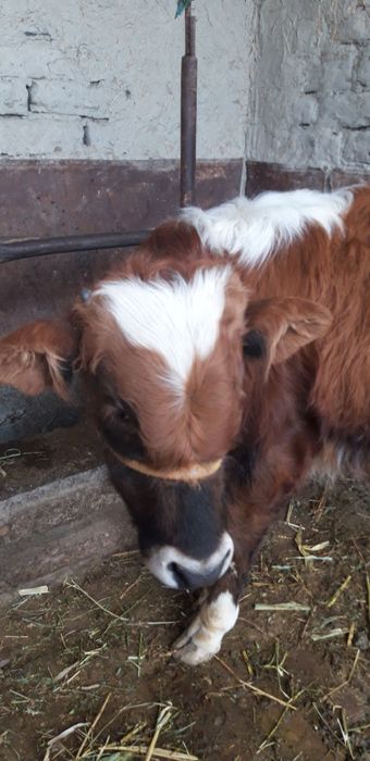 Qishloq xoʻjaligi mollari