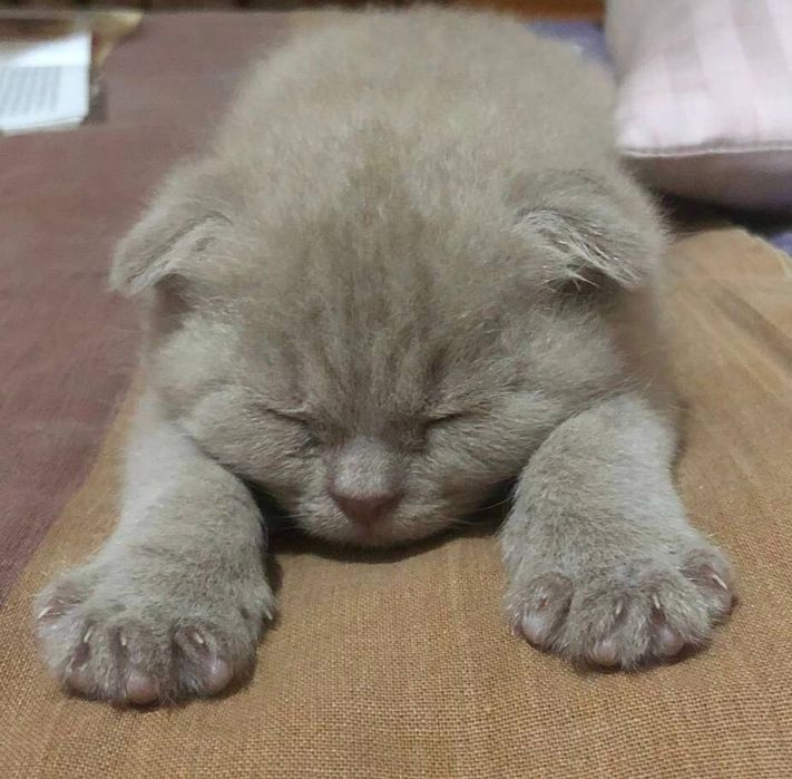 Sohildagi kabinada jinsiy aloqa