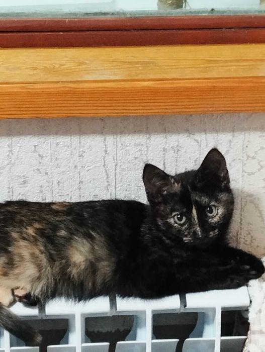 Кошечка в добрые руки