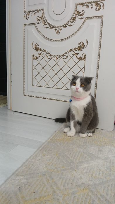 Soĝlom qizbola mushu