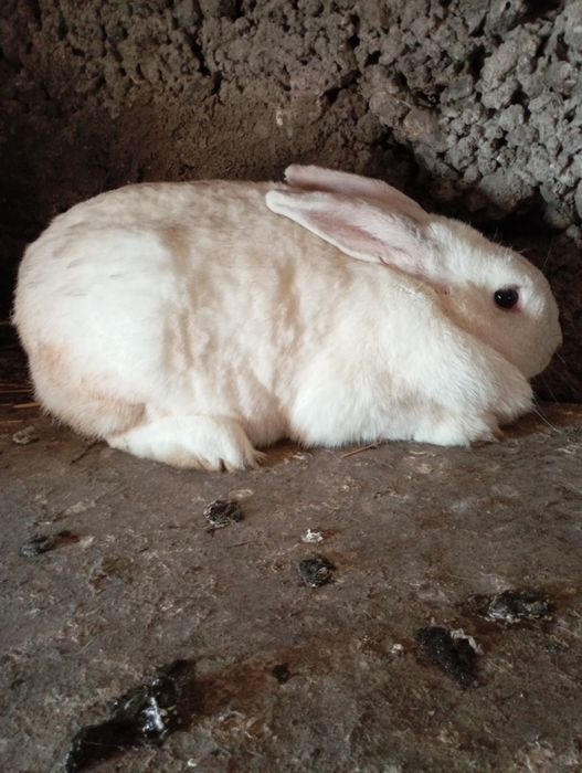 Продам кролиху...