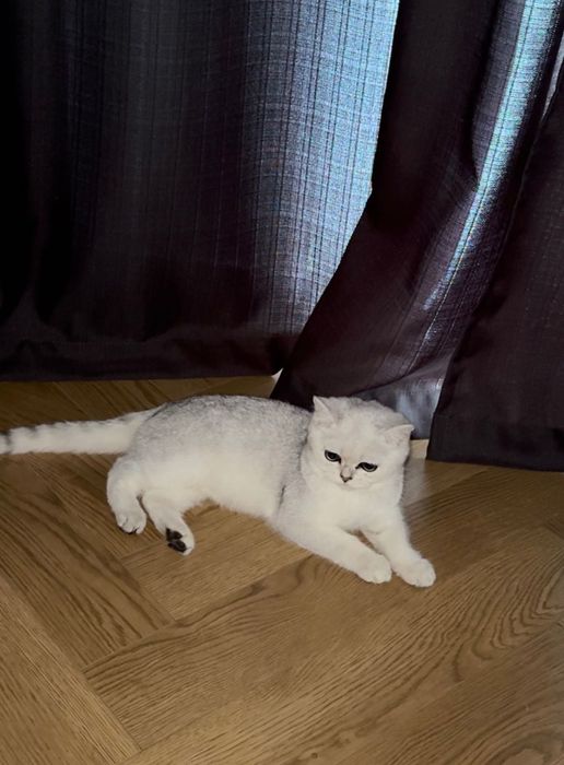 Котенок Британская Шиншилла