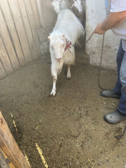 Vand tapi Zana, in varsta de 2 ani, bine ingrijiti