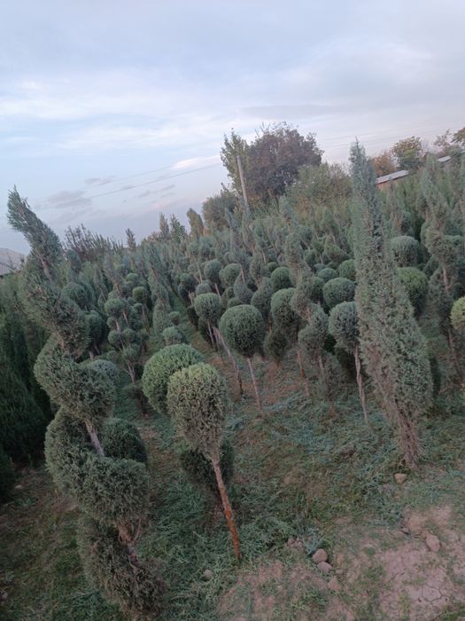 Galboy gepars spiral.