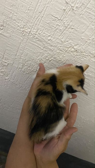 Котенки отдам в добрые руки