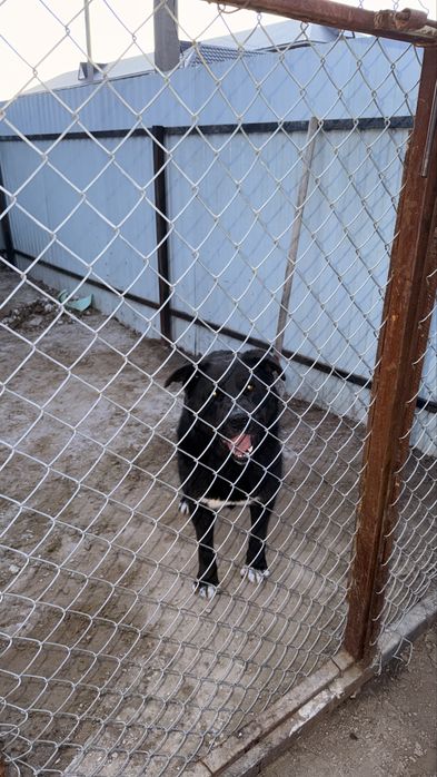 отдам собаку ему 5 лет