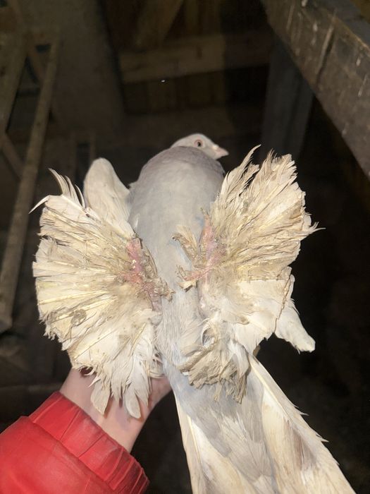 Продается сирень самка молодая