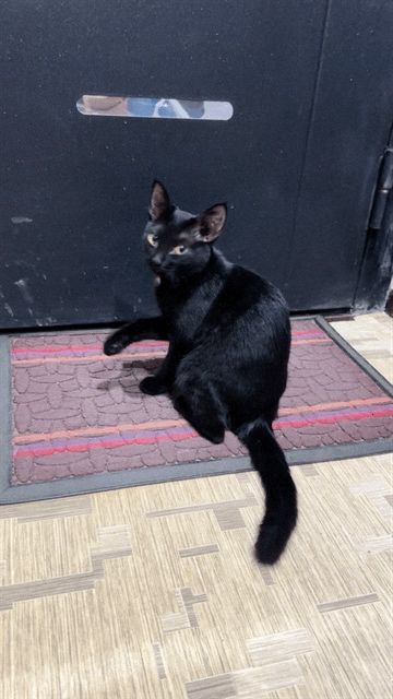 Отдам кошечку в хорошие,добрые руки!