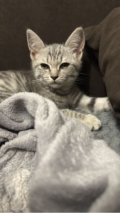 Отдам котенка девочку
