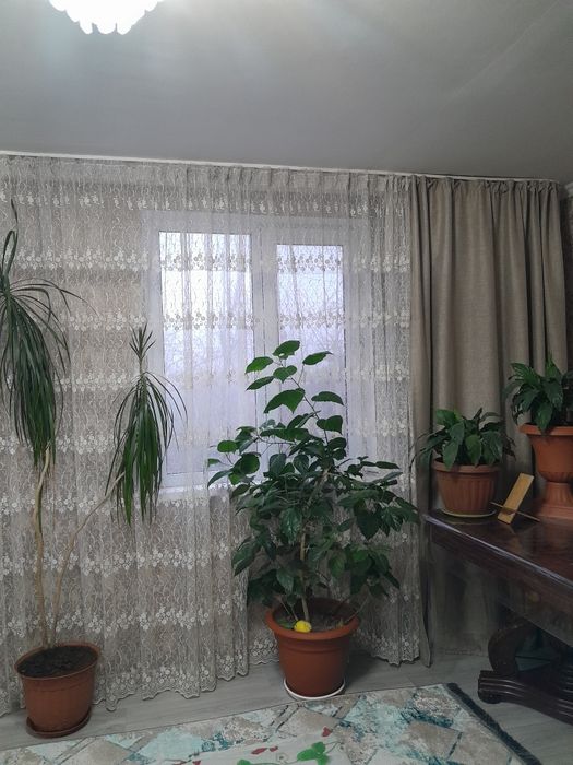 домашняя  цветы  разные