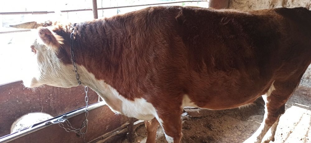 Карова на откорме