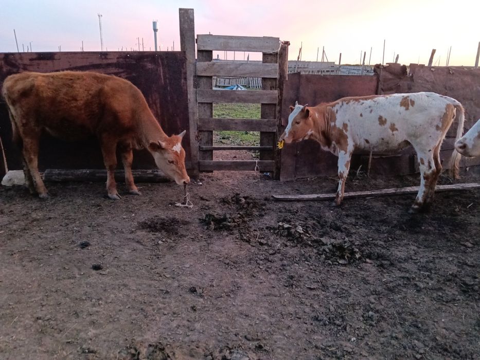 Семинтал қашарлар сатылады