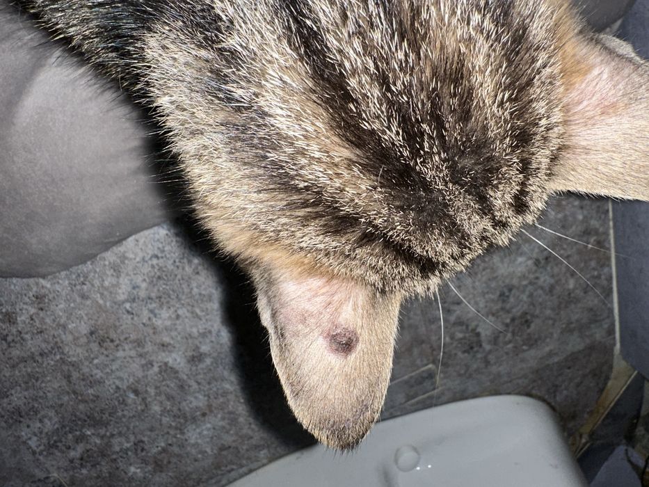 Нашлась домашняя кошка