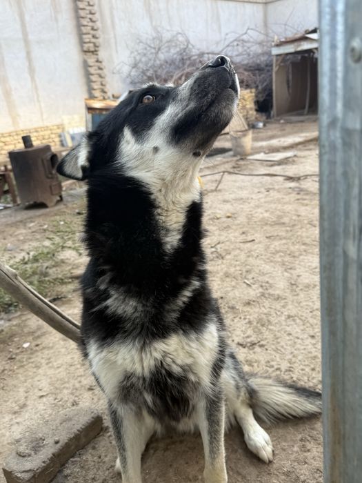 Хаски+Немецкий овчарка пародали ит ни бепул, яхши колларга берамиз