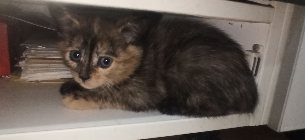 Котята 3 месяца 6шт