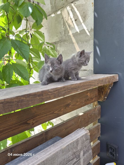 Отдам котят бесплатно