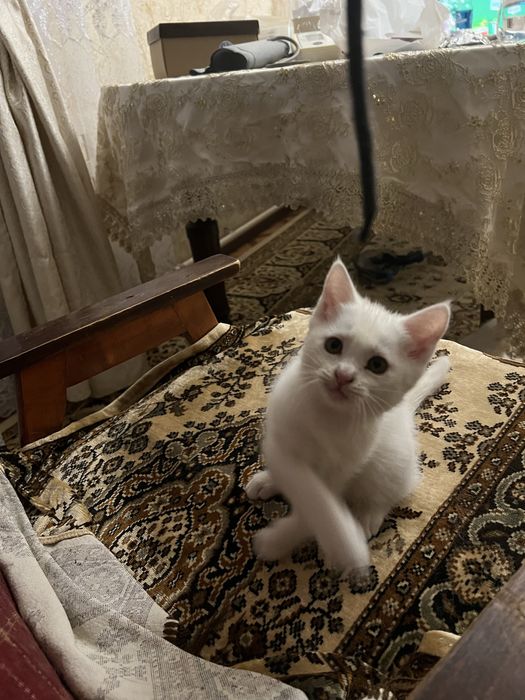 Котята, отдам в добрые руки !