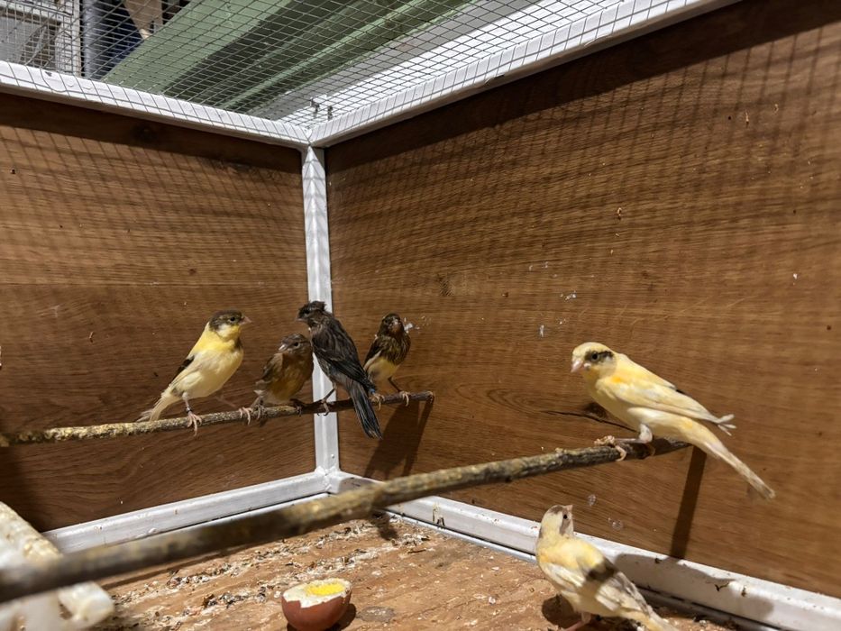 Pui de canar de culoare 2026