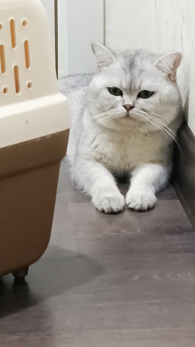 Vyazkaga britanskiy shinshilla