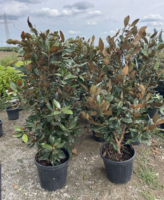 Leylandii Mestecan Tei Platani Photinia Red Robin laur englezesc