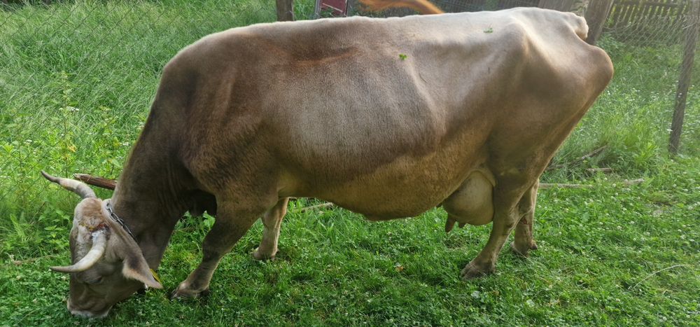 Vând vacă cu vârsta de 9 ani
