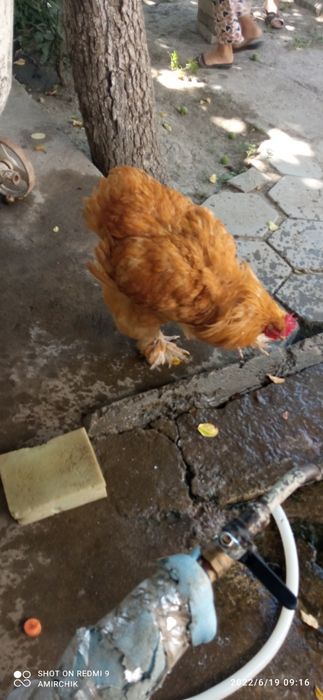 Какинхин Сотилади состояние отличное