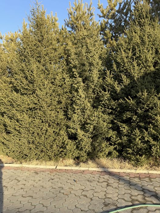 Продам живую елку