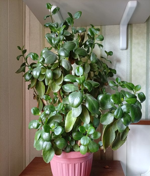 Каланхоэ комнатное растение