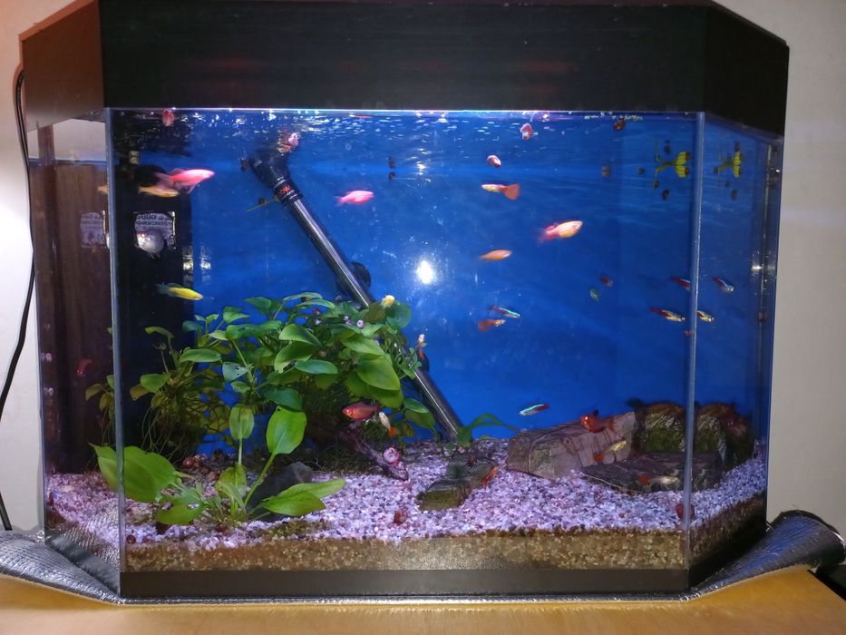 Аквариум с рыбками и растениями, в полном комплекте