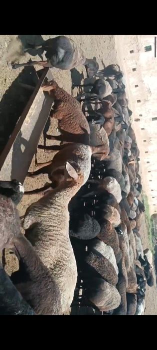 Ку́йлар сотилади