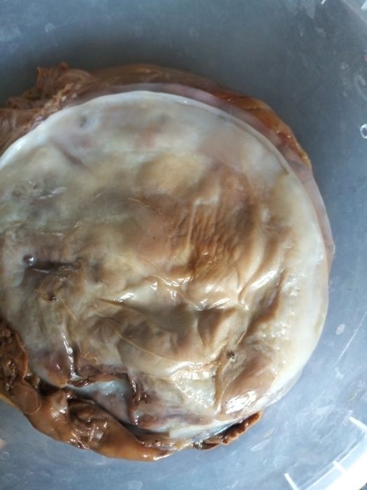 Чайный гриб напиток