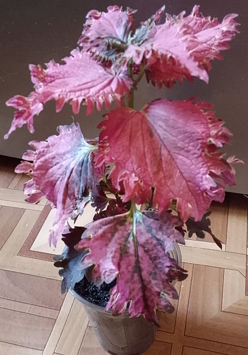 Колеус продаю. Колеус продаю.