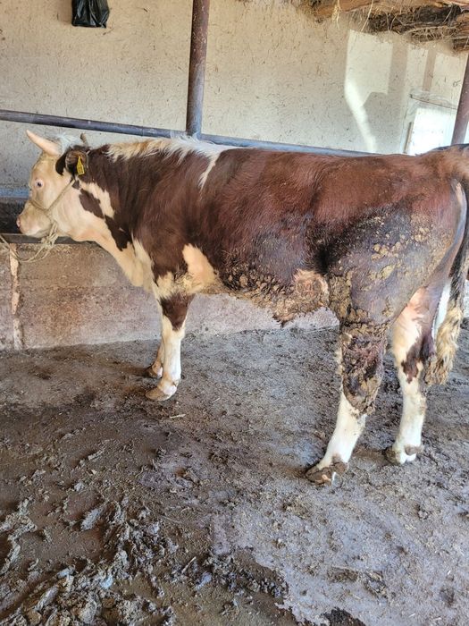 Bo'qa sotiladi tri vazni 420-430 ta keladi