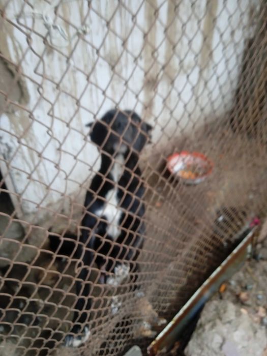 Pitbull it urgochi sotiladi