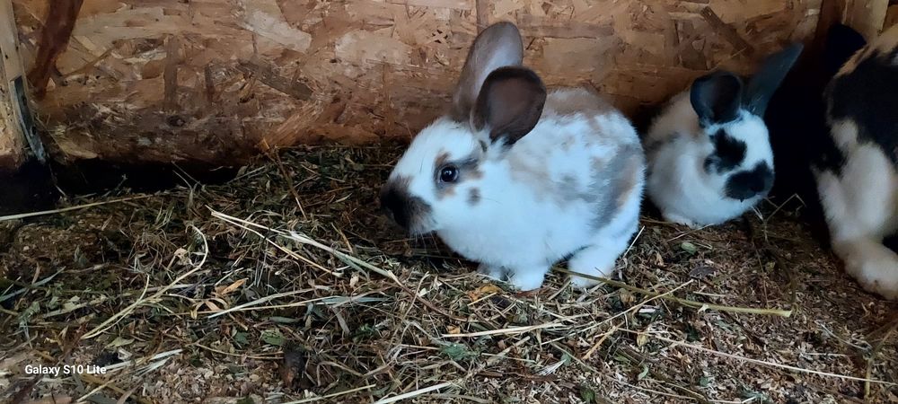 Vând iepurași fluture german