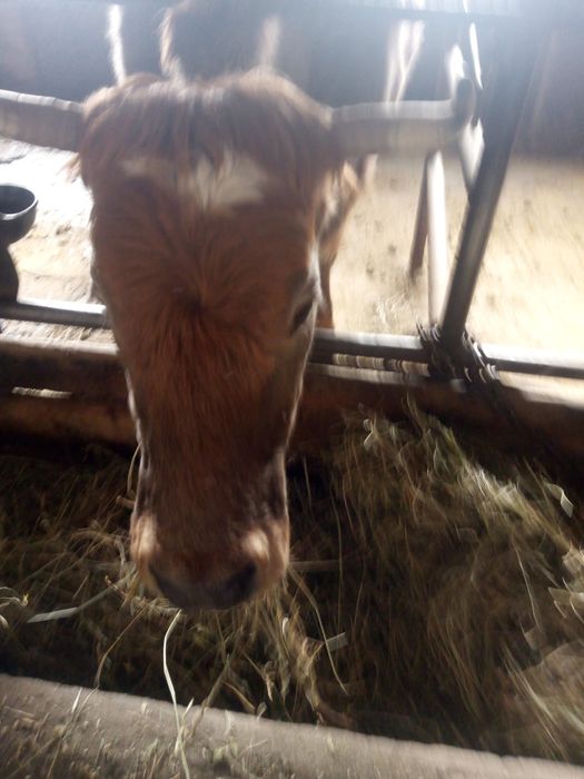 Vând vacă rasa simmental