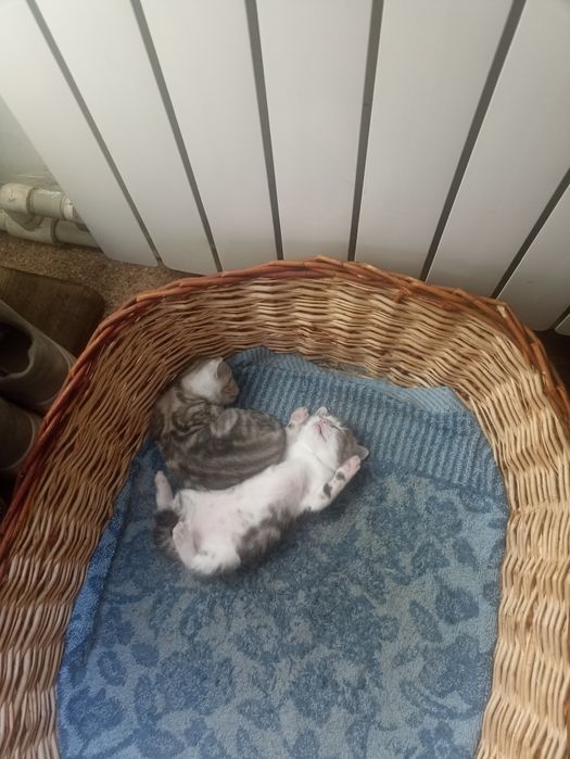 Продам красивых котят