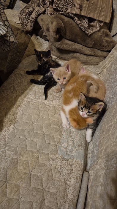 Подарявам  шепичка любов-5 малки, сладки котенца