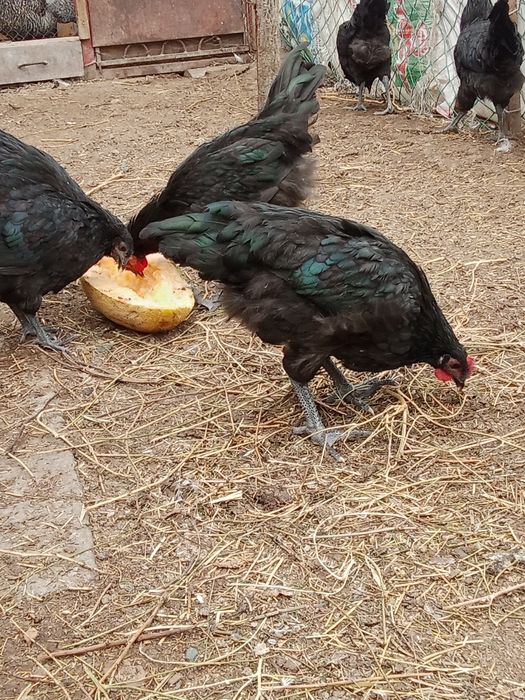 Инкубационные яйца