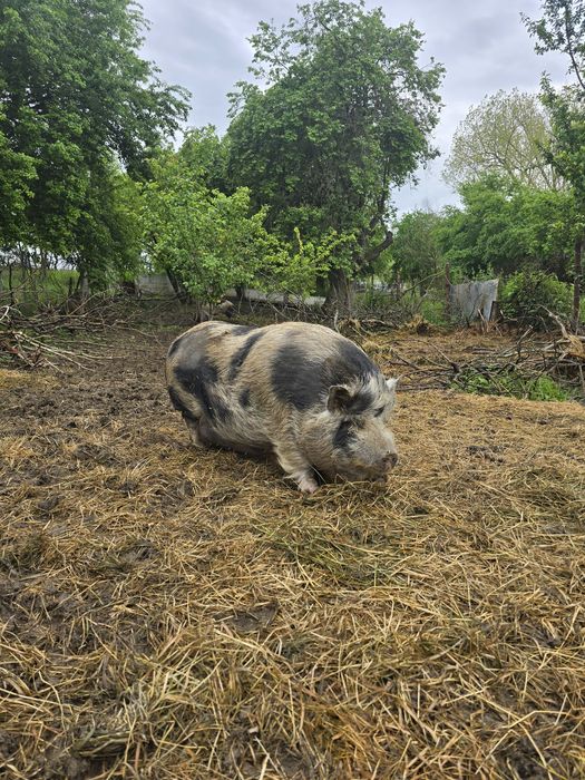 виетнамски прасета