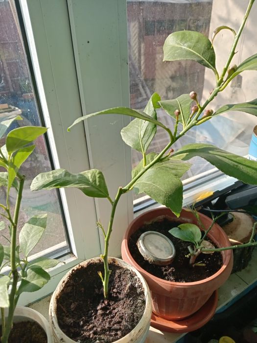 Lamai altoiți in ghiveci