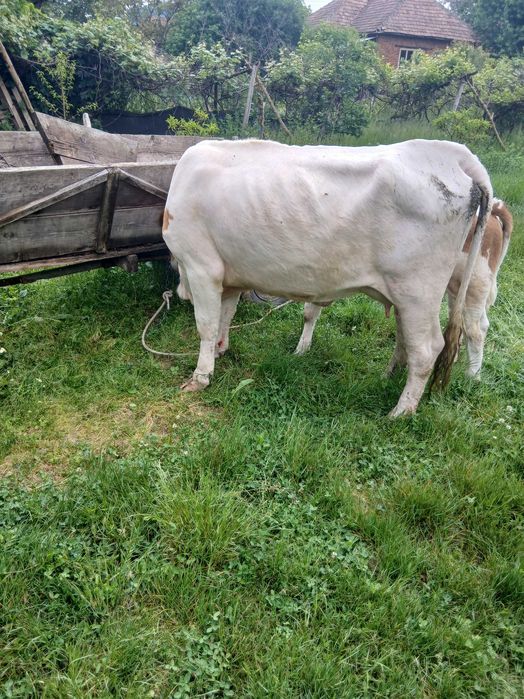 Vand vaca la prima fatare