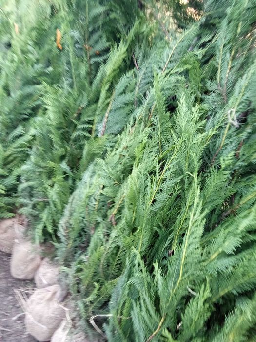 Leylandii pentru Gard Natural Permanent